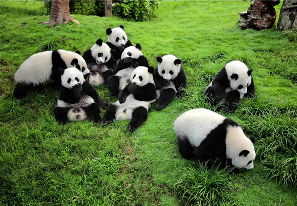 宾利瓷砖熊猫山系列黑白色产品展示