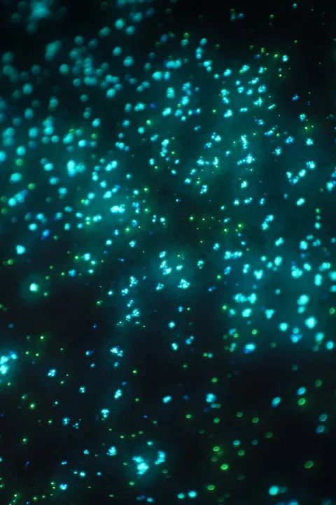 广州设计周必逛|金丝玉玛【星空梦想家】亮点抢先看！星空还能这样玩？！
